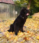 Превью фото № 78807