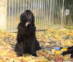 Превью фото № 78808