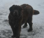 Превью фото № 7898