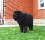 Превью фото № 79065