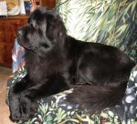 Превью фото № 79246