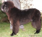 Превью фото № 79264