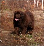 Превью фото № 79341