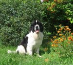 Превью фото № 79458