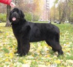 Превью фото № 79572