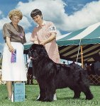 Превью фото № 79875