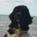 Превью фото № 79880