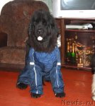 Превью фото № 79902