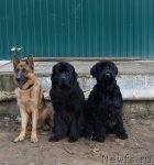 Превью фото № 79979