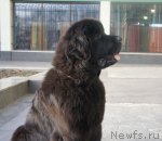 Превью фото № 79987