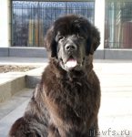 Превью фото № 79988