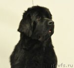 Превью фото № 80129