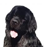 Превью фото № 8032