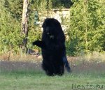 Превью фото № 80381