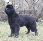 Превью фото № 80425