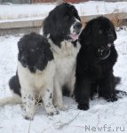 Превью фото № 80458