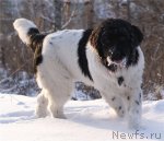 Превью фото № 80808