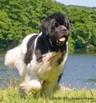 Превью фото № 80815