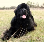 Превью фото № 81131