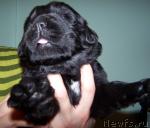 Превью фото № 8114