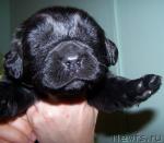 Превью фото № 8115