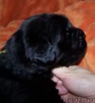 Превью фото № 8116