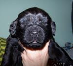 Превью фото № 8117