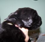 Превью фото № 8118