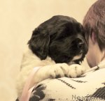 Превью фото № 81414