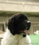 Превью фото № 81532