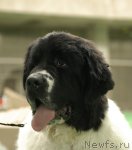 Превью фото № 81535