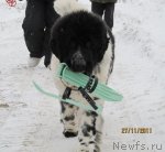 Превью фото № 81867