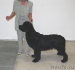 Превью фото № 81868