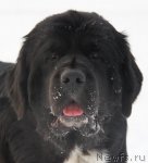 Превью фото № 81932