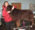 Превью фото № 81969