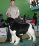 Превью фото № 81991