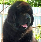 Превью фото № 81997