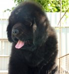 Превью фото № 81998