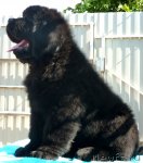 Превью фото № 82000