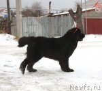 Превью фото № 82088