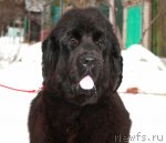 Превью фото № 82095