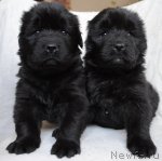 Превью фото № 82278