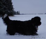 Превью фото № 82498