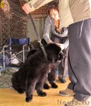 Превью фото № 82517