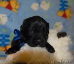 Превью фото № 82689