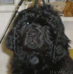 Превью фото № 8278