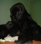 Превью фото № 83099