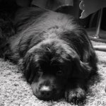 Превью фото № 83130