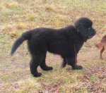 Превью фото № 83131