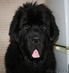 Превью фото № 83168